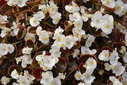 Nightife White Begonia (Begonia 'Nightlife White') at Holland Nurseries