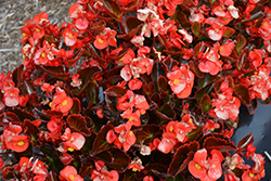 Nightife Red Begonia (Begonia 'Nightlife Red') at Holland Nurseries