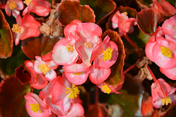Nightife Blush Begonia (Begonia 'Nightlife Blush') at Holland Nurseries