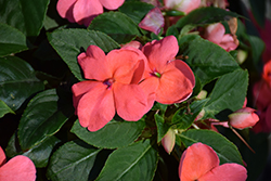 Beacon Coral Impatiens (Impatiens walleriana 'PAS1413664') at Holland Nurseries