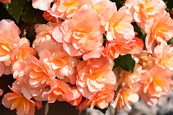 Solenia Apricot Begonia (Begonia x hiemalis 'Solenia Apricot') at Holland Nurseries