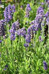 Blue Spear Lavender (Lavandula angustifolia 'PAS1213794') at Holland Nurseries