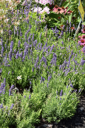 Blue Spear Lavender (Lavandula angustifolia 'PAS1213794') at Holland Nurseries