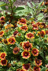 Arizona Sun Blanket Flower (Gaillardia x grandiflora 'Arizona Sun') at Holland Nurseries