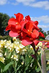 Cannova Bronze Scarlet Canna (Canna 'Cannova Bronze Scarlet') at Holland Nurseries