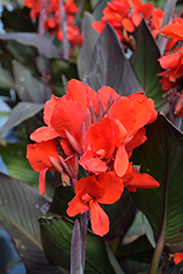 Cannova Bronze Scarlet Canna (Canna 'Cannova Bronze Scarlet') at Holland Nurseries
