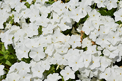 Intensia White Annual Phlox (Phlox 'DPHLOX866') at Holland Nurseries