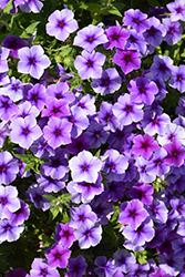 Intensia Blueberry Annual Phlox (Phlox 'Intensia Blueberry') at Holland Nurseries