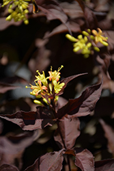 Nightglow Diervilla (Diervilla splendens 'El Madrigal') at Holland Nurseries