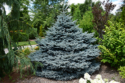 Montgomery Blue Spruce (Picea pungens 'Montgomery') at Holland Nurseries