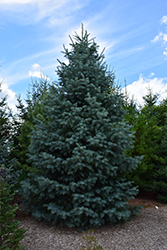 Bonny Blue Blue Spruce (Picea pungens 'Bonny Blue') at Holland Nurseries