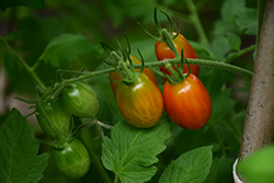 Sweet Million Tomato (Solanum lycopersicum 'Sweet Million') at Holland Nurseries