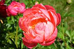 Coral Charm Peony (Paeonia 'Coral Charm') at Holland Nurseries