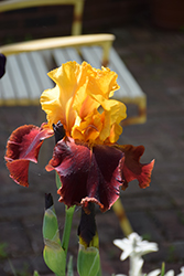 Supreme Sultan Iris (Iris 'Supreme Sultan') at Holland Nurseries