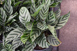 Freddie Prayer Plant (Calathea concinna) at Holland Nurseries