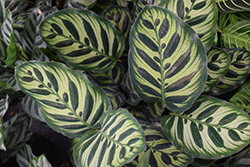 Peacock Plant (Goeppertia makoyana) at Holland Nurseries