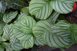 Orbifolia Prayer Plant (Calathea orbifolia) at Holland Nurseries