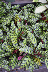 Rattlesnake Plant (Calathea lancifolia) at Holland Nurseries