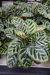 Peacock Plant (Calathea makoyana) at Holland Nurseries