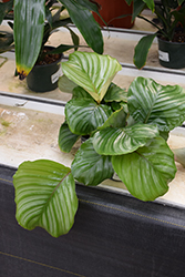 Orbifolia Prayer Plant (Calathea orbifolia) at Holland Nurseries