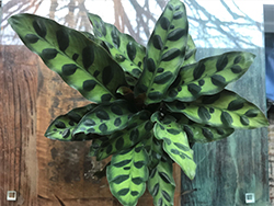 Rattlesnake Plant (Calathea lancifolia) at Holland Nurseries