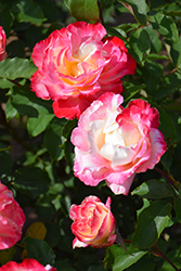 Double Delight Rose (Rosa 'Double Delight') at Holland Nurseries