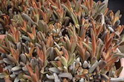 Chocolate Soldier Panda Plant (Kalanchoe tomentosa 'Chocolate Soldier') at Holland Nurseries