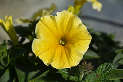 Bee's Knees Petunia (Petunia 'Balcobees') at Holland Nurseries