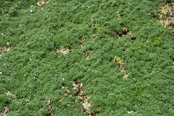 Elfin Creeping Thyme (Thymus praecox 'Elfin') at Holland Nurseries