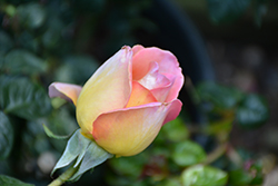 Peace Rose (Rosa 'Peace') at Holland Nurseries