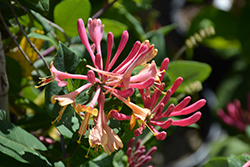 Goldflame Honeysuckle (Lonicera x heckrottii) at Holland Nurseries