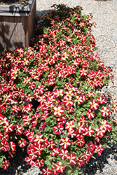 ColorRush Merlot Star Petunia (Petunia 'Balcushmers') at Holland Nurseries