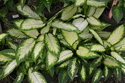 Camille Dieffenbachia (Dieffenbachia maculata 'Camille') at Holland Nurseries