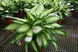 Camille Dieffenbachia (Dieffenbachia maculata 'Camille') at Holland Nurseries