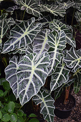 Polly Amazon Elephant's Ear (Alocasia amazonica 'Polly') at Holland Nurseries