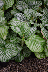 Orbifolia Prayer Plant (Calathea orbifolia) at Holland Nurseries