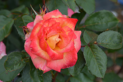 Rainbow Sorbet Rose (Rosa 'Rainbow Sorbet') at Holland Nurseries