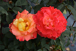 Rio Samba Rose (Rosa 'Rio Samba') at Holland Nurseries