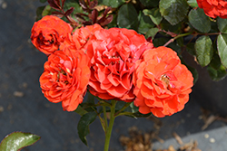Trumpeter Rose (Rosa 'Mactru') at Holland Nurseries