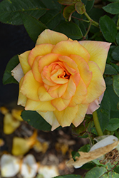Gold Medal Rose (Rosa 'AROyqueli') at Holland Nurseries