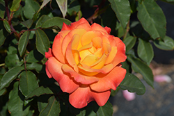 Rio Samba Rose (Rosa 'Rio Samba') at Holland Nurseries