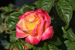 Love And Peace Rose (Rosa 'Love And Peace') at Holland Nurseries