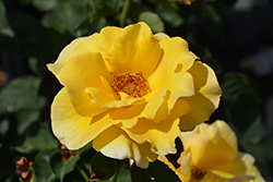 Midas Touch Rose (Rosa 'Midas Touch') at Holland Nurseries