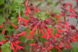 Roman Red Salvia (Salvia 'Roman Red') at Holland Nurseries