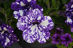 Headliner Night Sky Petunia (Petunia 'KLEPH15313') at Holland Nurseries
