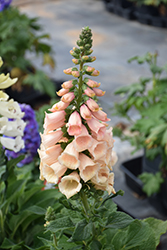 Dalmatian Peach Foxglove (Digitalis purpurea 'Dalmatian Peach') at Holland Nurseries