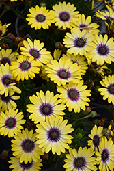 Blue Eyed Beauty African Daisy (Osteospermum ecklonis 'Balostlueye') at Holland Nurseries