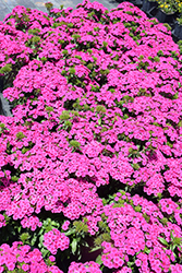 Jolt Pink Hybrid Pinks (Dianthus 'Jolt Pink') at Holland Nurseries