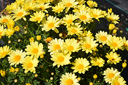 Beauty Yellow Marguerite Daisy (Argyranthemum frutescens 'Beauty Yellow') at Holland Nurseries
