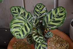 Peacock Plant (Calathea makoyana) at Holland Nurseries